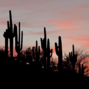 Here’s Where Arizona Ranks Among States For Adding New Residents | Phoenix Arizona Real Estate