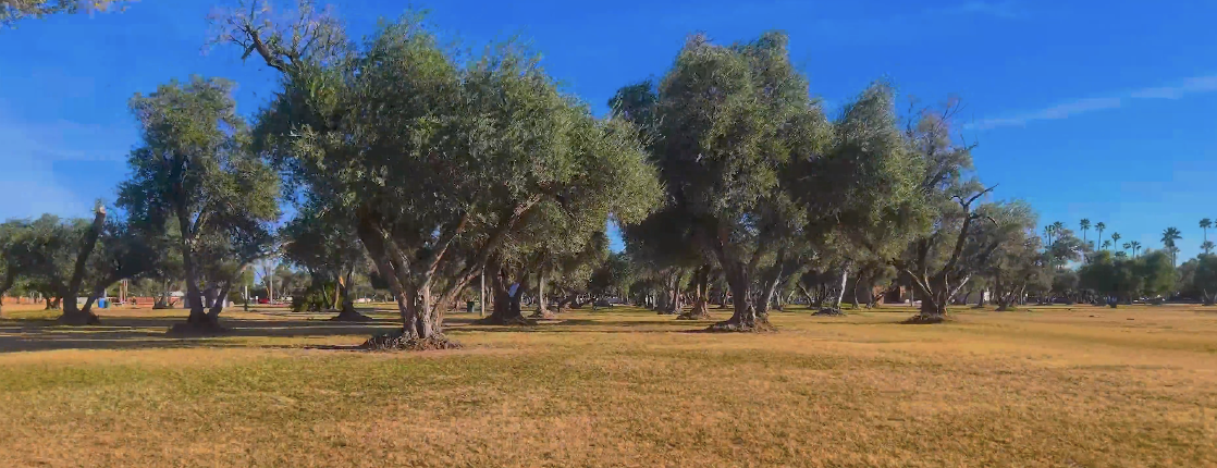 Los Olivos Hermoso 5